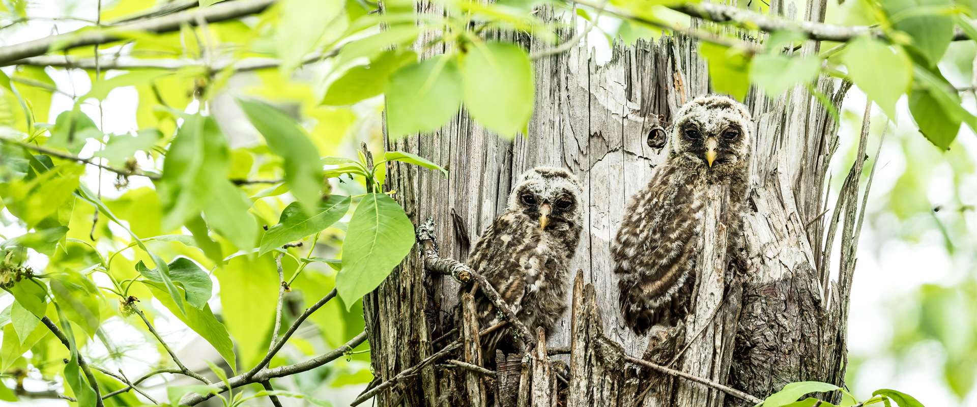 Barred Owls