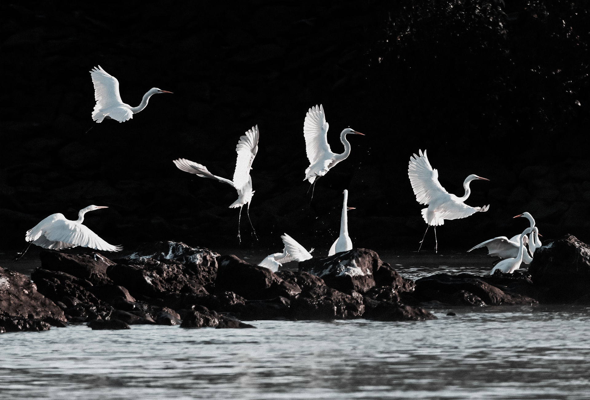 Great Egrets