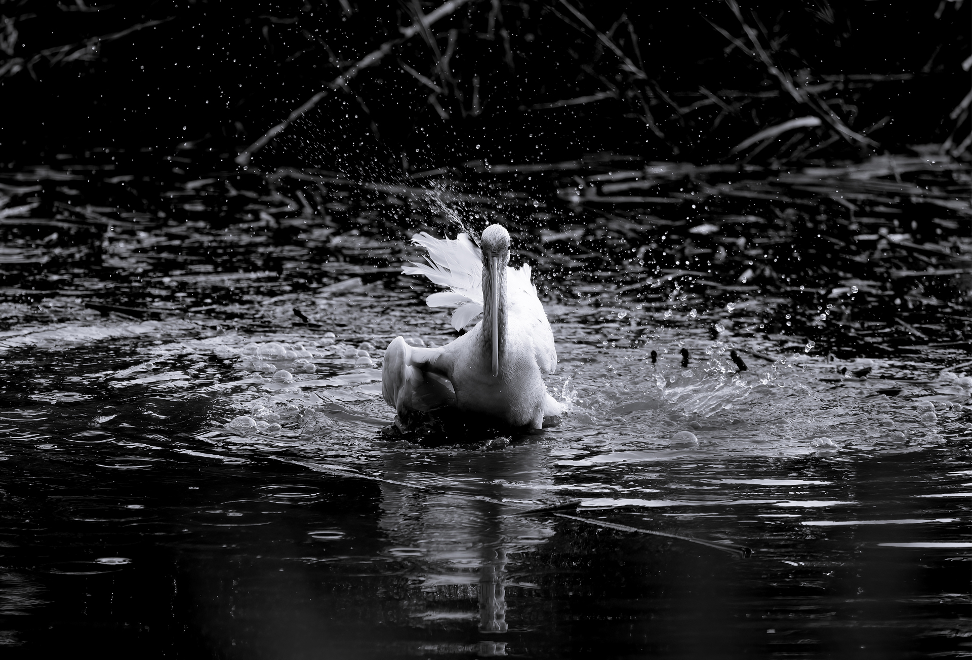 White Ibis